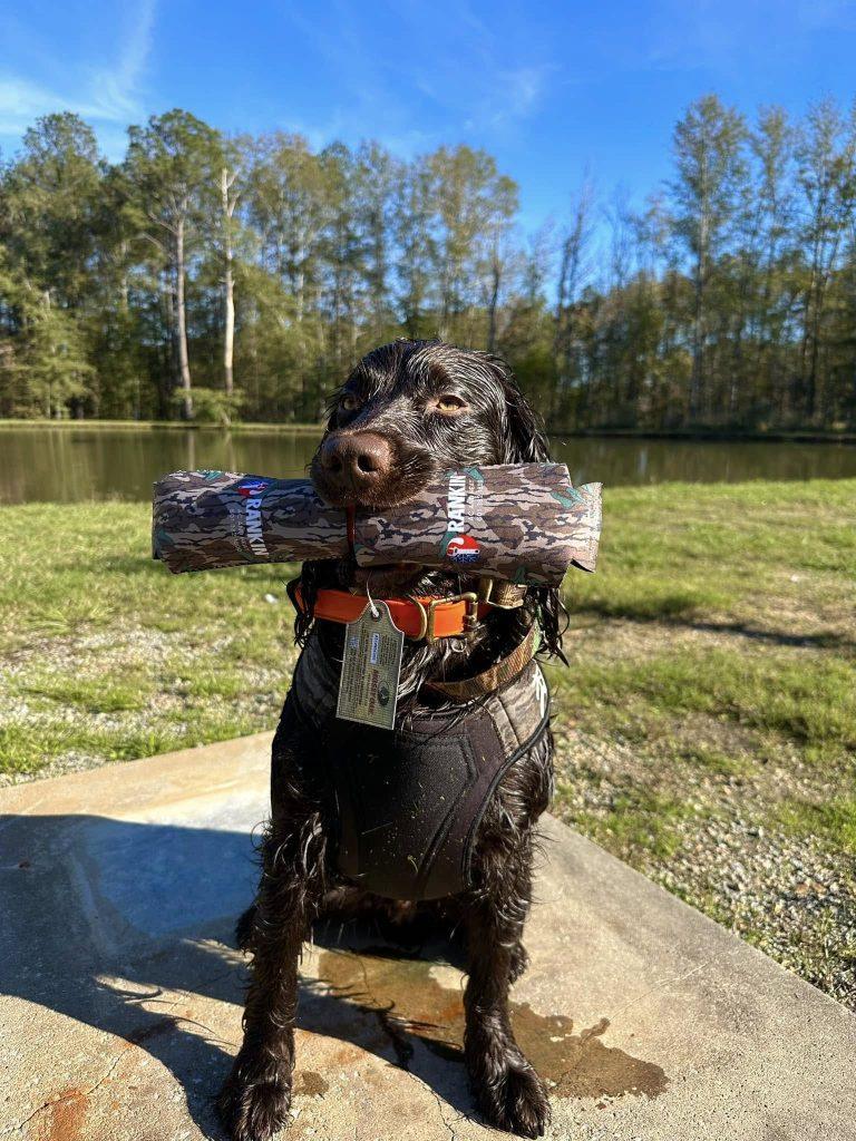 Boykin Spaniel